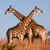 La girafe placée à son tour sur la liste des espèces menacées par l'UICN